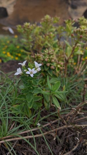 茅毛珍珠菜