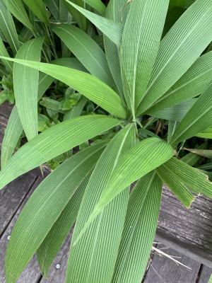 棕葉狗尾草