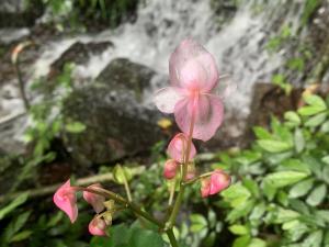 水鴨腳秋海棠