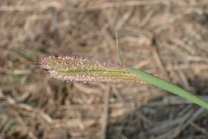 虎尾草、刺虎尾草、孟仁草