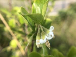 臺灣野茉莉