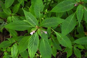 棣慕華鳳仙花