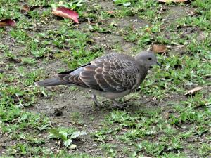 金背鳩(台灣亞種)