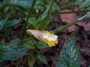 黃花鳳仙花