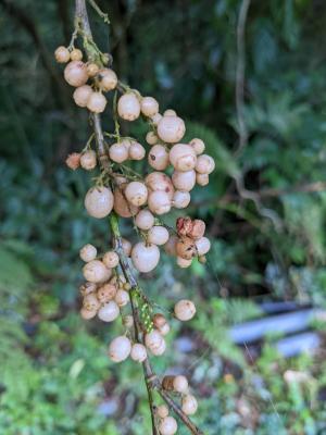 臺灣山桂花