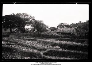 Rice field and temple