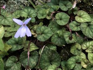 台灣菫菜