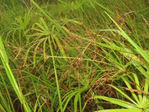 野飄拂草