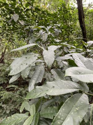 山香圓