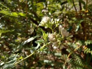 小舌菊