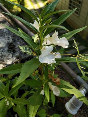 鳳仙花