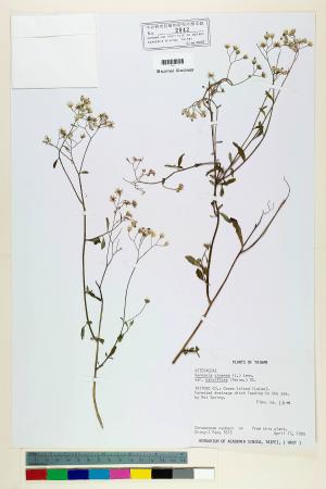 Vernonia cinerea (L.) Less. var. parviflora (Reinw.) DC._標本_BRCM 5102