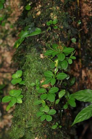 蘭嶼椒草