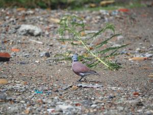 紅鳩（指名亞種）