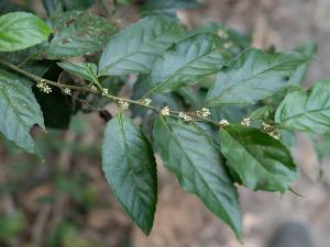 臺灣山桂花