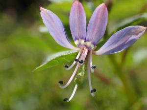 皺子白花菜