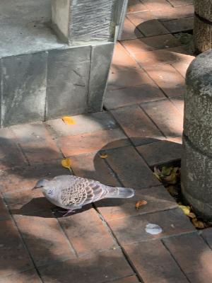 珠頸斑鳩