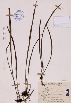 Vittaria flexuosa Fée_標本_BRCM 4029