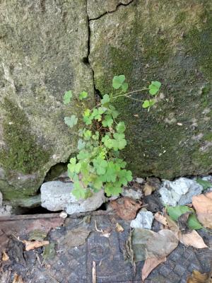 黃花酢醬草