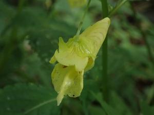 黃花鳳仙花