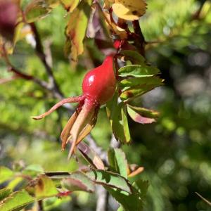 玉山野薔薇