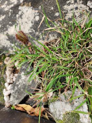 虎尾草、刺虎尾草、孟仁草