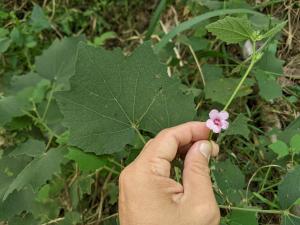 地桃花 (肖梵天花)