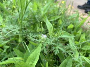 野老鸛草