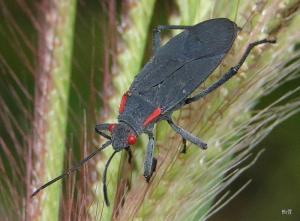 Jadera haematoloma( Herrich-Schäffer , 1847)