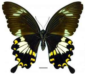Papilio nephelus chaonulus Fruhstorfer, 1902 大白紋鳳蝶