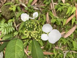 華八仙(華南分布)