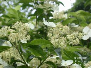 華八仙(華南分布)