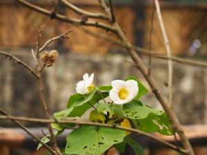 山芙蓉