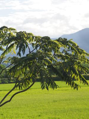 食茱萸