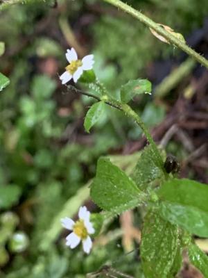 粗毛小米菊