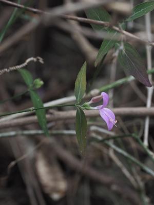 槍刀菜