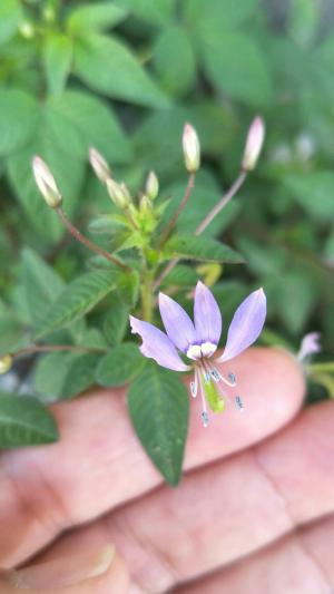 皺子白花菜