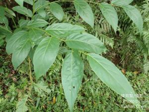 披針葉饅頭果