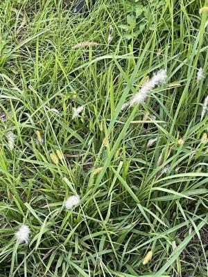 白茅 (茅針 茅根 茅草)