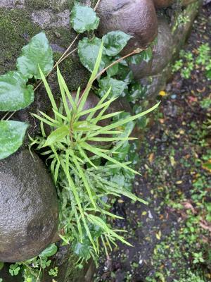 井欄邊草 (鳳尾蕨)