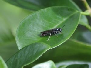 黑水虻 (光亮扁角水虻 / 亮斑扁角水虻)