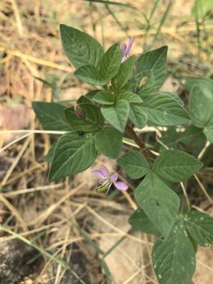 皺子白花菜