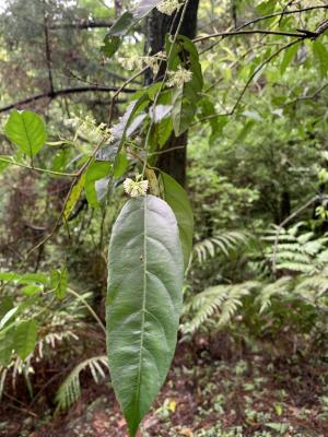 小花鼠刺