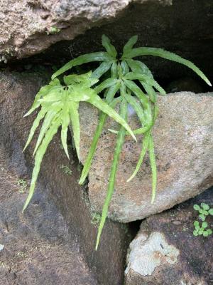 井欄邊草 (鳳尾蕨)