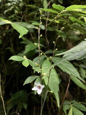 鐘花草 (鐘刺草)