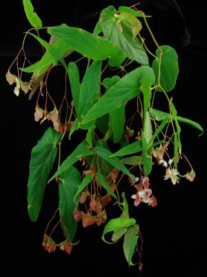 Begonia nepalensis (A.DC.) Warb.