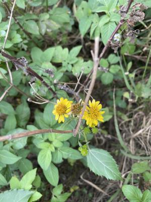 雙花蟛蜞菊