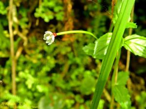 黑龍江柳葉菜