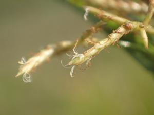 鹹水草 短葉茳芏