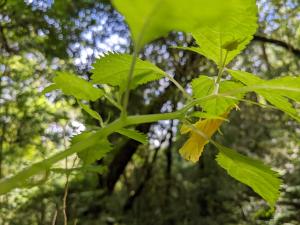 黃花鳳仙花